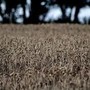 В Татарстане сотрудник минсельхоза подозревается в незаконном участии в управлении фермерским хозяйством