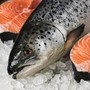 Татарстан может открыть первый в России кластер по производству лосося, сома и креветки