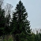 В России выбрали главную новогоднюю ель страны – ее везут в Кремль