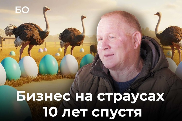 Страусы эму, нанду и альпаки. Хозяин самой экзотической фермы Поволжья о том, как бизнес вырос за 10 лет