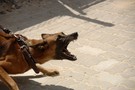 ​В России окончательно утвердили перечень опасных собак – в него вошли 12 пород