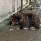 Пожар в Крымском зоопарке унес жизни более 200 видов экзотических животных – выжили только медведи (видео)