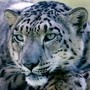 «Их там быть не должно!»: WWF выступил против разведения снежных барсов в Волжско-Камском заповеднике