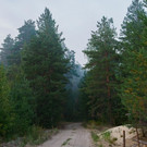 В Татарстане ввели ограничение на пребывание в лесах