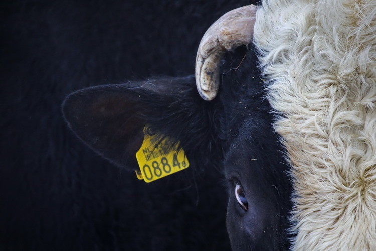 Самый плодовитый бык в Татарстане 8-летний Айрон весит тонну и имеет 3 837 дочерей