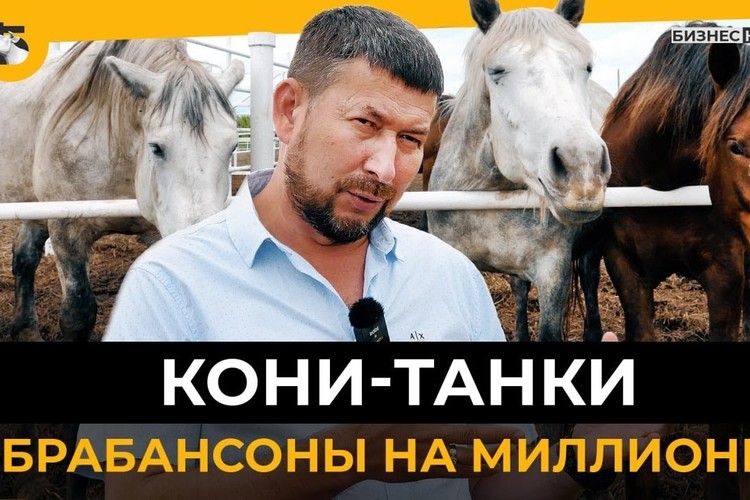 Бельгийские брабансоны и английские шайры: как в Татарстане выращивают уникальных тяжеловозов