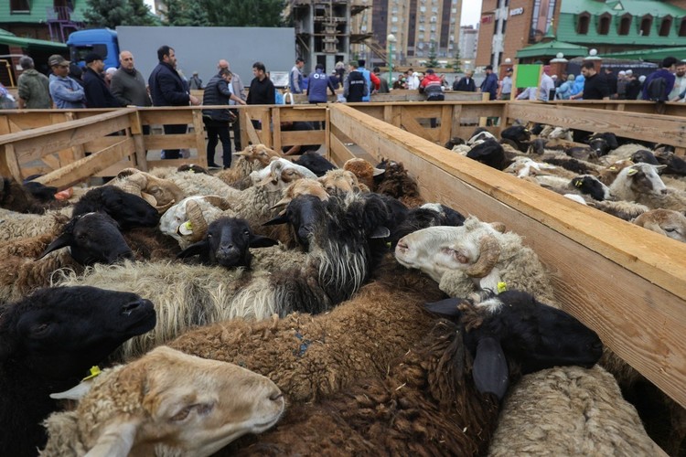 В Казани в честь праздника Курбан-байрам прошел обряд заклания жертвенных животных