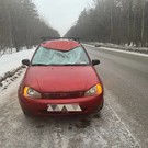 В Нижнекамске на дороге сбили лося – животное погибло 