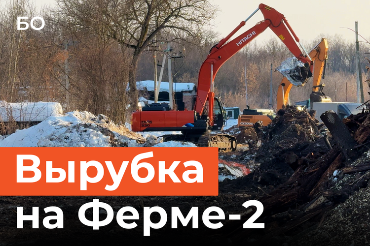 Почему вырубают вековые деревья в зоне объектов культурного наследия в Казани?