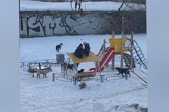 Стая бродячих собак напала на детей в Новокуйбышевске