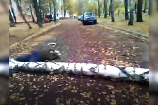 В Нижнекамске после гибели мужчины начали спиливать деревья (18+)
