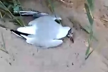 В Победилово на берег Волги выбросило мертвую рыбу и чаек