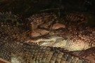 В Казанский зооботсад привезли крокодилов из Праги