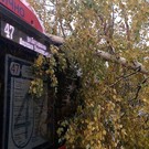 В Казани штормовой ветер повалил дерево на автобус №47 