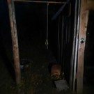 Гиниятуллин заявил, что в Пестречинском районе РТ массово повесили щенков: «Что за выродки?»