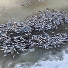 Названа предварительная причина мора рыбы в заливе Волги 
