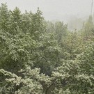 В Москве разбушевалась «майская метель» (видео)