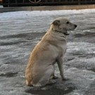 Башкирский Хатико четвертый день ждет провалившегося под лед хозяина