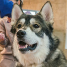 Россиян могут обязать регистрировать домашних животных