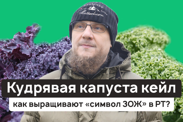 Кудрявая капуста кейл: как выращивают «символ ЗОЖ» в РТ?