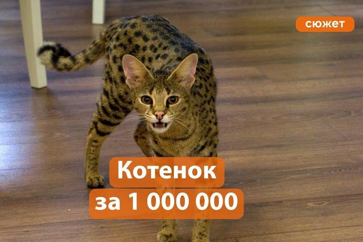 Миллионы за кошек: хищник в доме и как заработать на усатых-полосатых