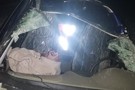 21-летняя девушка сбила лося в Татарстане: машину раздавило