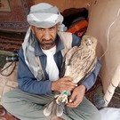 В Сирии поймали ослабленного краснокнижного орла, улетевшего из Татарстана на зимовку (фото)
