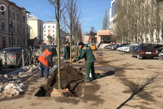 В Казани проходит крупномасштабное обновление зеленых насаждений