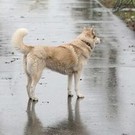 В Тукаевском районе на ребенка-инвалида набросилась собака