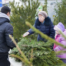 В минлесхозе РТ назвали стоимость елок
