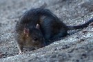 Роспотребнадзор рассказал о проверке в казанском ТЦ, где сняли крыс «величиной с кошку»