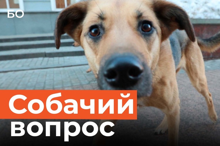В Казани стало «меньше агрессии» от собак. Как власти города решают проблему безнадзорных животных