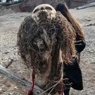 Пугало из человеческих останков появилось возле гостиницы в Камском Устье