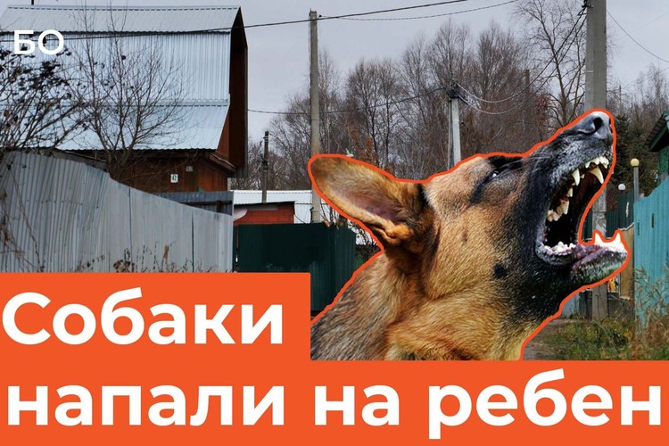 Стая собак напала на 9-летнюю девочку под Казанью: кто виноват в страшной трагедии?