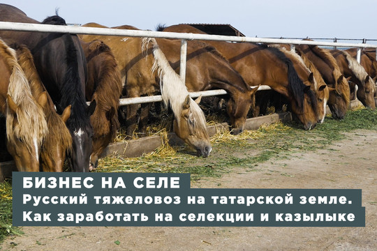 Бизнес на селе #40. Русский тяжеловоз на татарской земле. Как заработать на селекции и казылыке