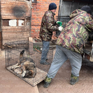 Полицейские проверяют базу в казанском поселке Самосырово после гибели женщины – оттуда забирают всех собак (фото)