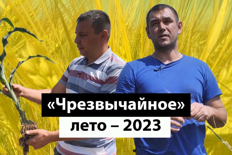 «Остается надеяться на бога. Остальное мы сделали»: реквием по зерну. Что говорят фермеры о засухе