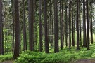 В Татарстане ввели временное ограничение на посещение лесов