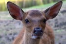 Под Казанью застрелили трех лосей и двух косуль ради забавы