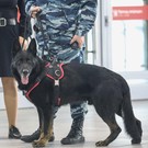 В столице РТ пункты проведения ЕГЭ и ОГЭ осмотрят с кинологическими службами