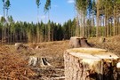 В РТ возбуждено уголовное дело после незаконной вырубки леса под коттеджи