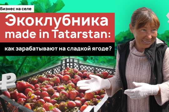 Экоклубника made in Tatarstan: как зарабатывают на сладкой ягоде