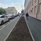 В Казани на площади Свободы вырубили липы – их заменят на молодые деревья