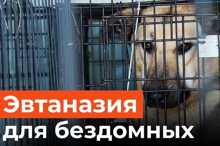 В Татарстане разрешили эвтаназию бездомных животных в экстренных случаях