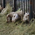 На Курбан-байрам в Татарстане планируют заколоть около 13 тыс. жертвенных животных