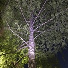 Ночью в Казани спасатели сняли с дерева мужчину. Он забрался на высоту 7–8 метров и не смог слезть сам