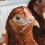 Птичий грипп добрался до Татарстана – вирус обнаружен в пяти районах