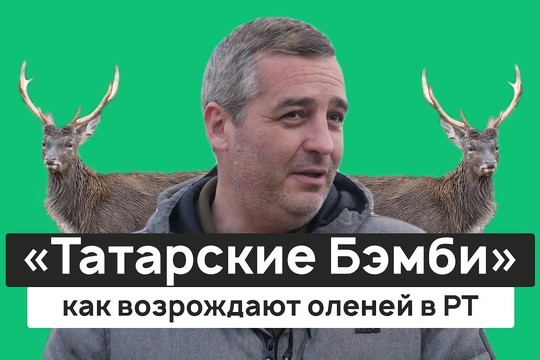 Как возрождают «татарских Бэмби»? Ферма благородных оленей в Татарстане