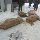 Власти Елабужского района встретились с семьями, чьих свиней уничтожили из-за африканской чумы