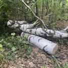 Татарстанец поехал в лес за дровами и уронил на супругу 13-метровую березу